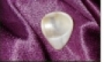 horn